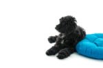 Cama Oval - Imagen 2